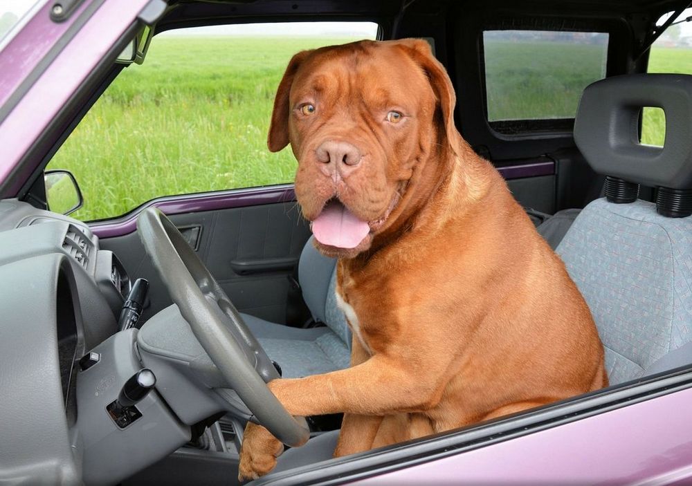 Kako voziti psa u automobilu – navikavanje, bezbednost, komfor