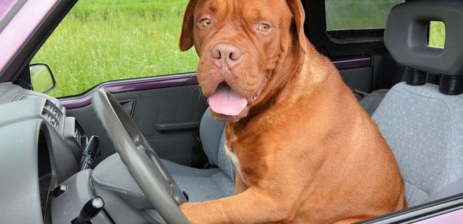 koja je temperatura sigurna za psa u autu